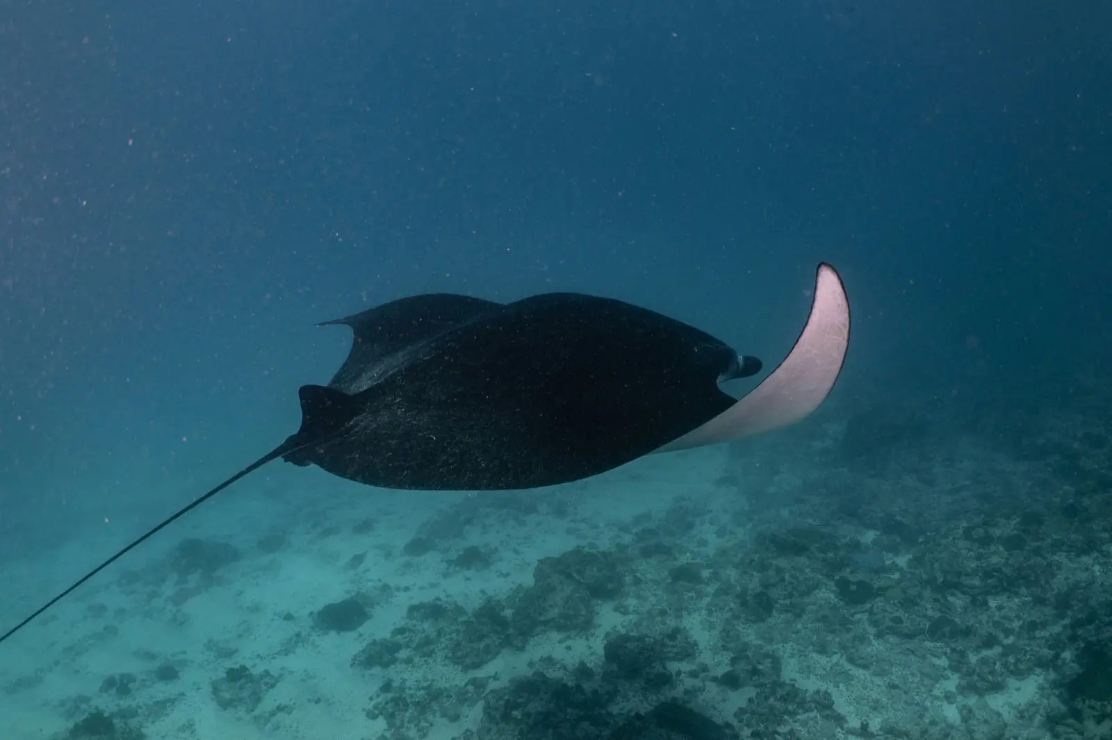 Elrora 航线上的Manta Point